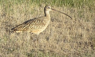 Long-billed Curlew