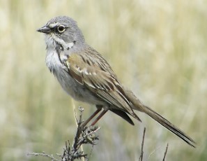 Sagebrush Sparrow