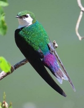 Violet-green Swallow.