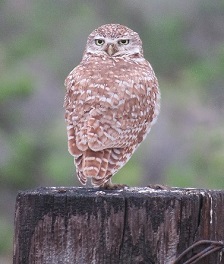 Burrowing Owl.