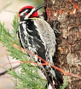 Red-naped Sapsucker.