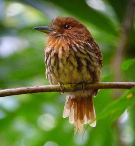 White-whiskered Puffbird