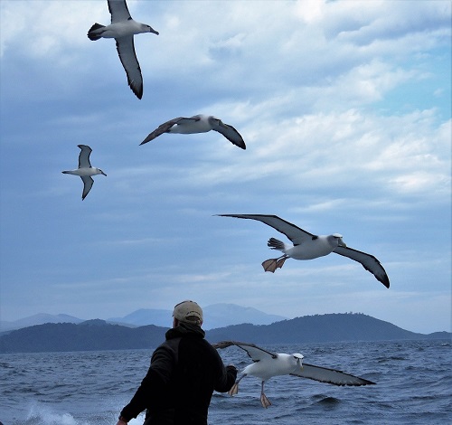 Pelagic by Gina Nichol.