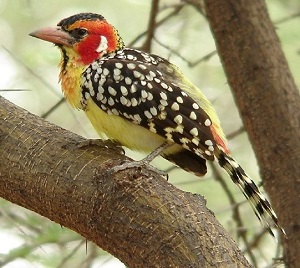 Red-and-yellow Barbet by Steve Bird.
