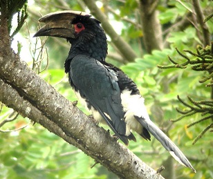 Silvery-cheeked Hornbill