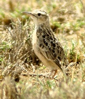 Beesley's Lark by Steve Bird.