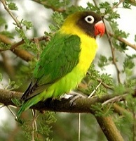 Yellow-collared Lovebird.