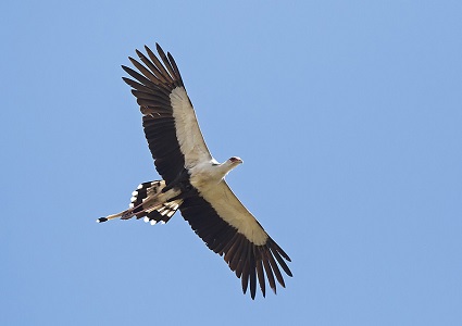 Secretarybird