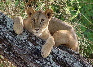 Lion in tree