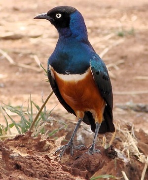 Superb Starling