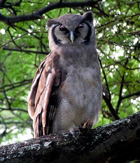 Verreaux's Eagle-owl.