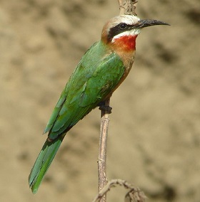 White-fronted Bee-eater