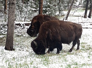 Bison at Yellowstone by Gina Nichol