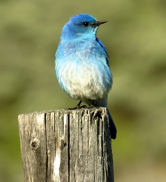 Mountain Bluebird by Gina Nichol.