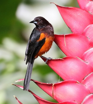 the lovely endemic Martinique Oriole (Photo: Beatrice Henricot)
