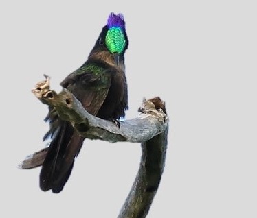 Antillean Crested Hummingbird (Photo: Keith Clarkson)