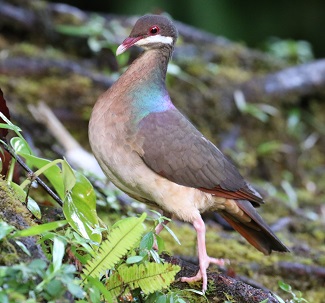 Bridled Quail Doves (Photo: Beatrice Hendricot)