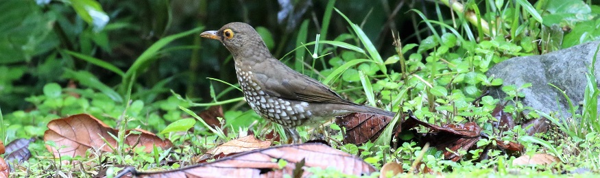 Forest Thrush by Beatrice Henricot