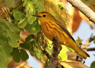 Golden Warbler (Photo: Beatrice Henricot)