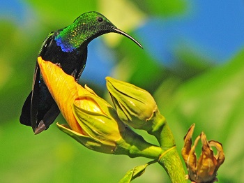 Green-throated Carib by Sam Barone.