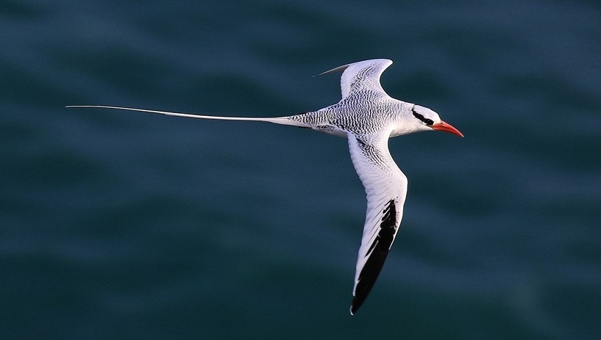 Red-billed Tropicbird by Keith Clarkson