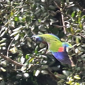 St. Lucia Parrot by Keith Clarkson.