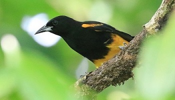 St. Lucia Oriole.