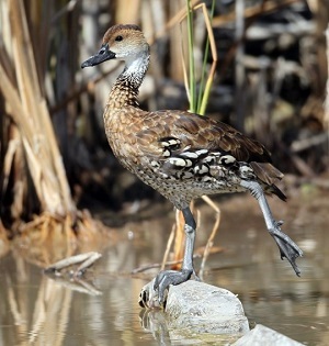 West Indian Whistling Duck (Photo: Yves-Jacques Rey Millet).