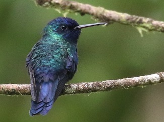 Blue-headed Hummingbird (Photo: Beatrice Henricot)