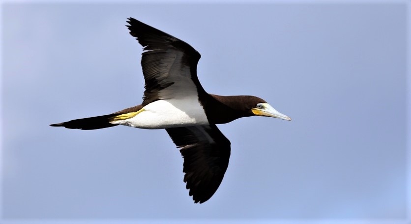 Brown Booby by Yves-Jacques Rey Millet. 