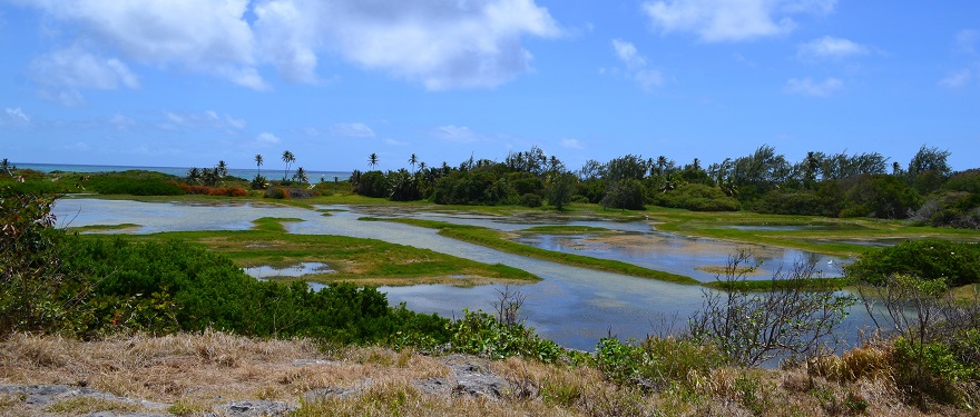 Marsh by the sea, Barbados by R. Chenery.