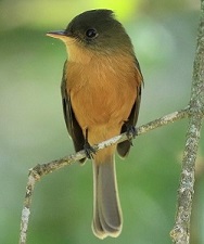 St. Lucia Pewee