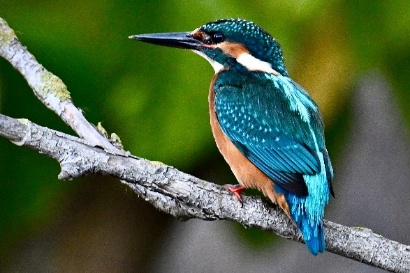 Kingfisher photo by Lori Herfurth.