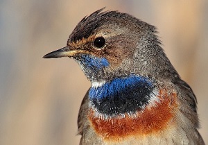 Bluethroat (Photo by Pedro Marques)