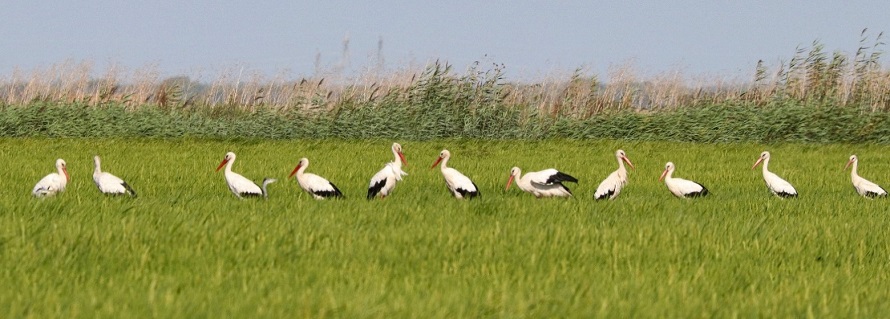 White Storks by Frank Gallo.