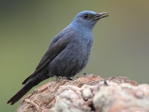Blue Rock Thrush (Photo by Pedro Marques)