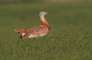 Great Bustard (Photo by Pedro Marques)