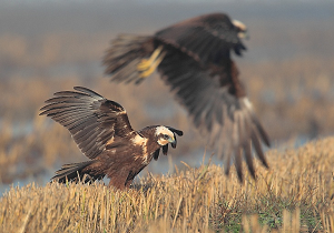 Western Marsh Harrier (Photo by Pedro Marques)