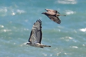 European Honey Buzzards (Photo by Lori Herfurth)