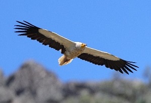 Egyptian Vulture (Photo by Pedro Marques) 