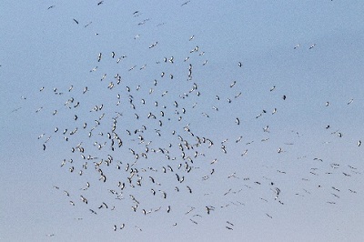 Photo by Frank Gallo.