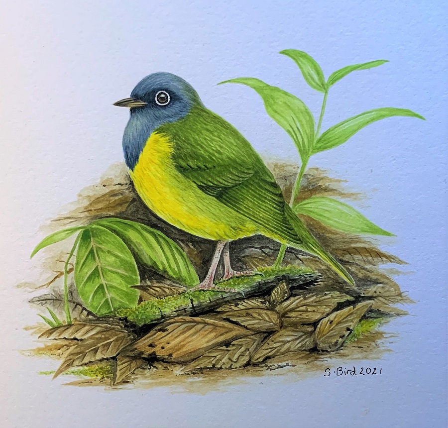 Connecticut Warbler, watercolor (SOLD)