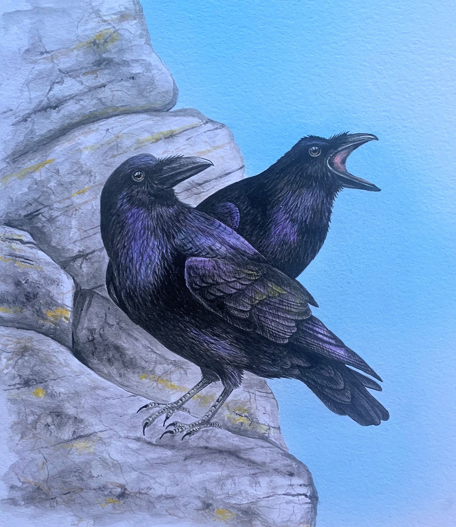 Common Ravens, watercolor (SOLD) 