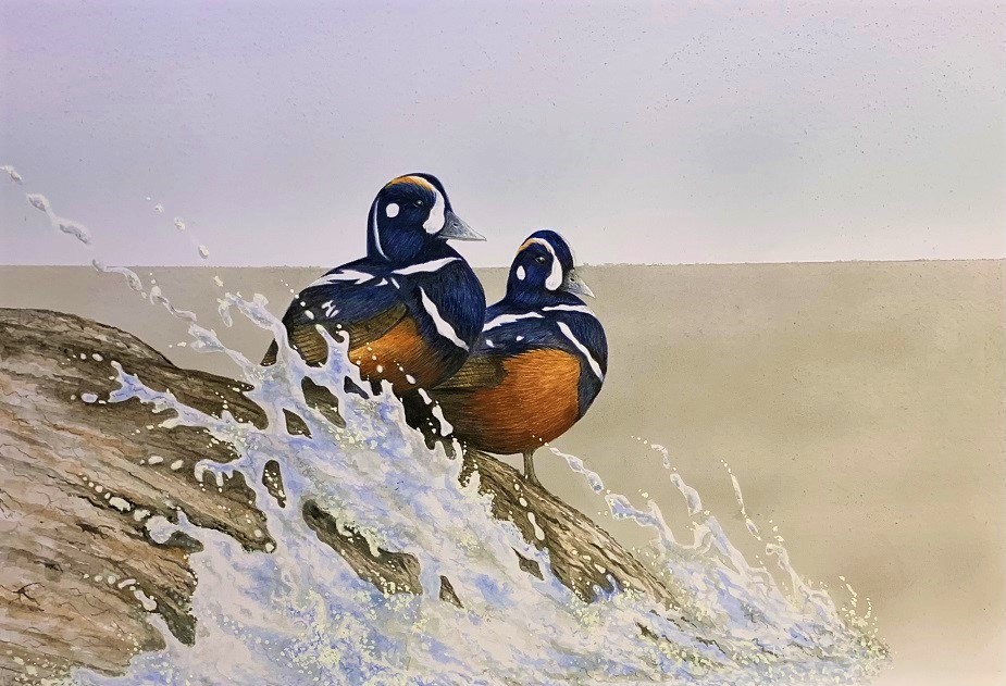 Harlequin Ducks, watercolor by Steve Bird.