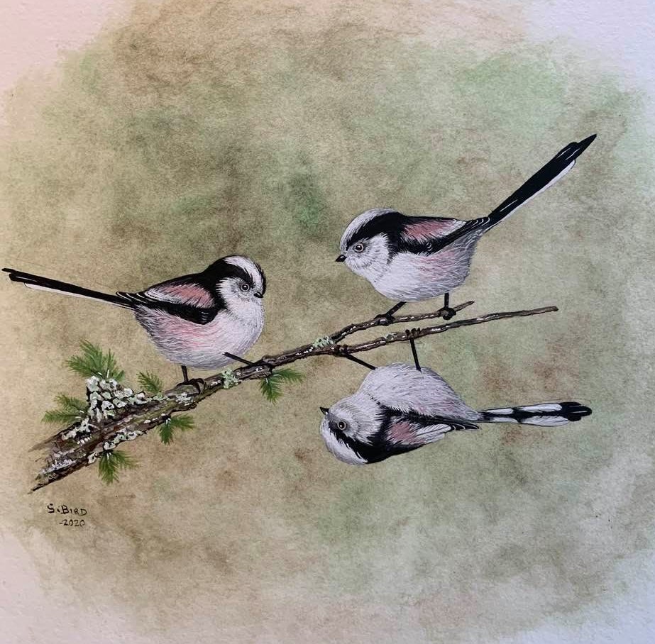 Long-tailed Tits by Steve Bird