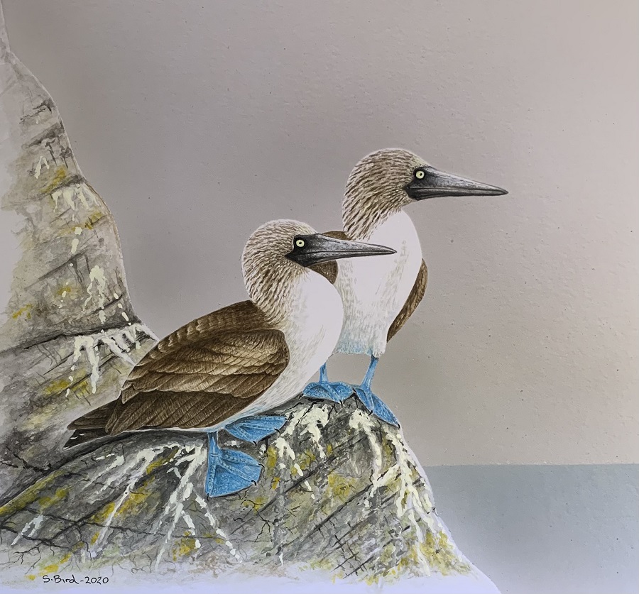 Blue-footed Boobies by Steve Bird.