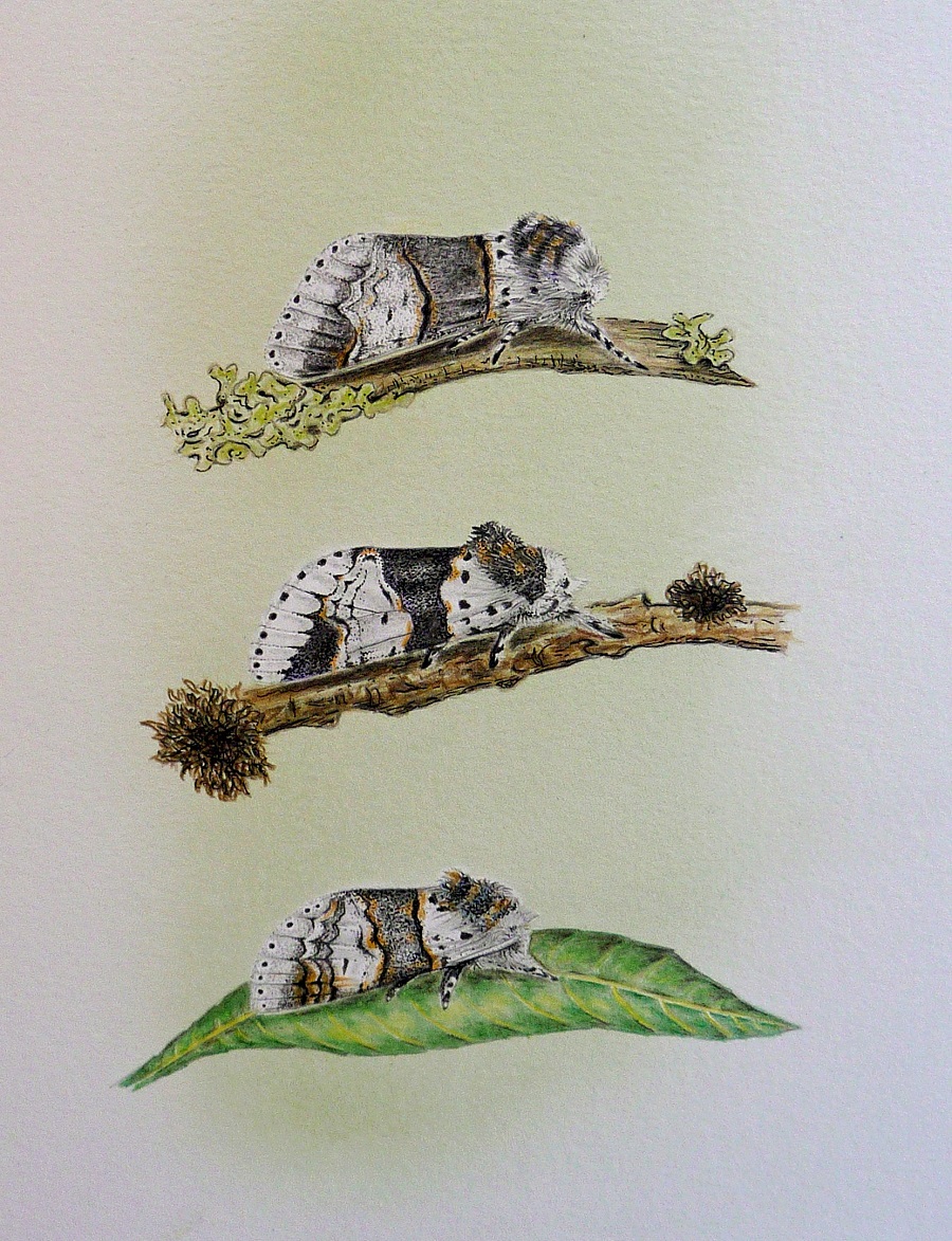 Moth Study: Poplar Kitten, Alder Kitten, Sallow Kitten