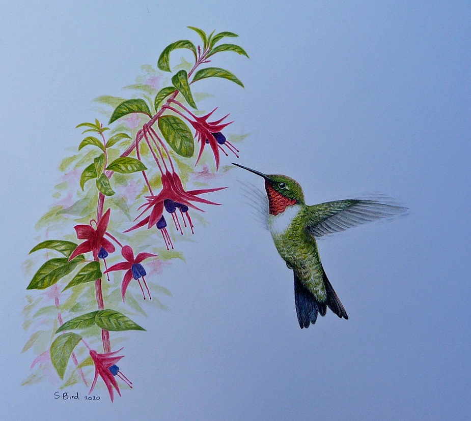 Ruby-throated Hummingbird, watercolor by Steve Bird