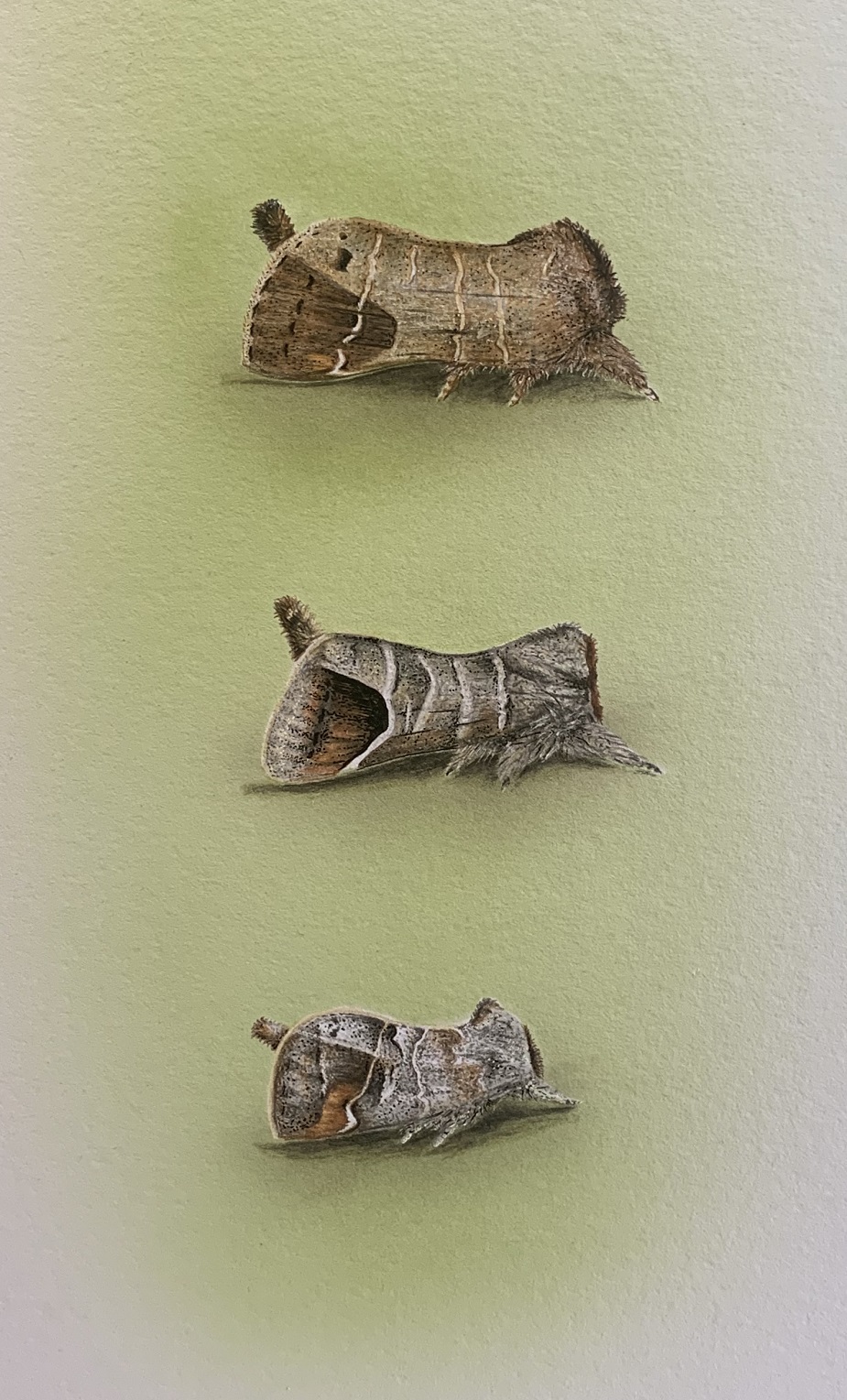 Moth Study: Scarce Chocolate Tip, Chocolate Tip, Small Chocolate Tip