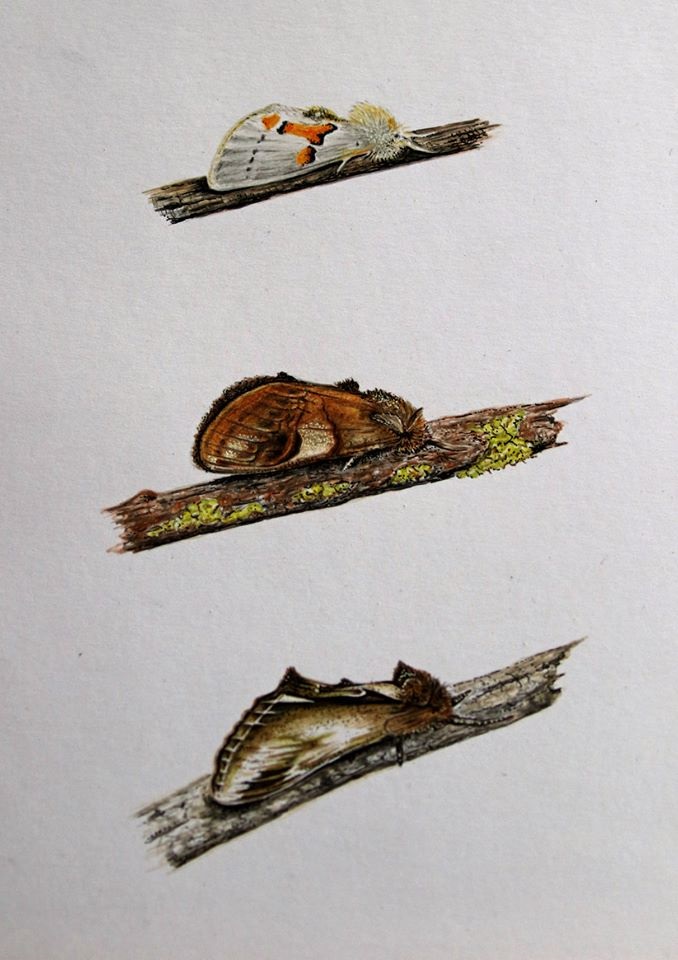 MOTHS: White Prominent, Pebble Prominent and Lesser Swallow Prominent